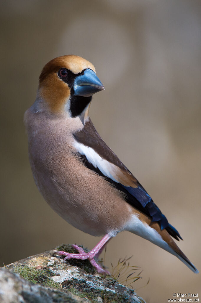 Hawfinch male adult breeding, identification