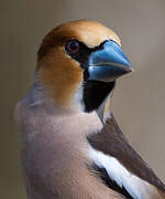 Hawfinch