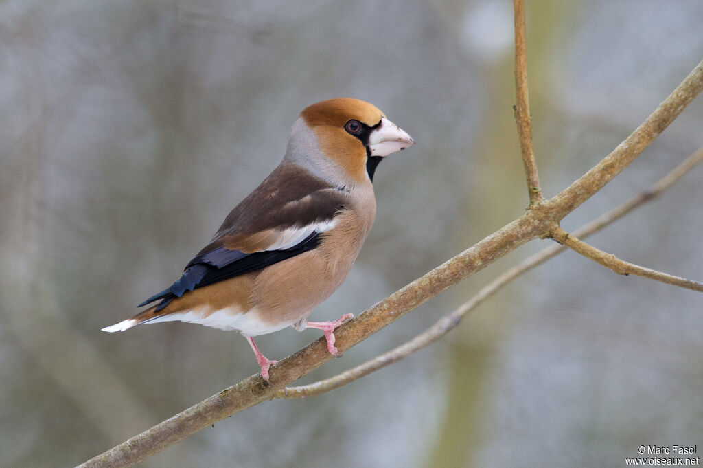 Hawfinch male adult breeding, identification