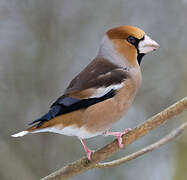 Hawfinch