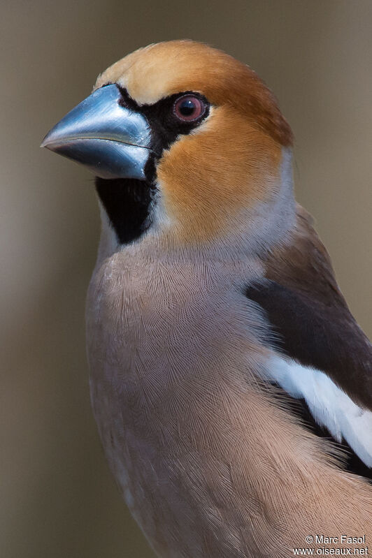 Hawfinch male adult breeding, close-up portrait