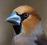 Hawfinch