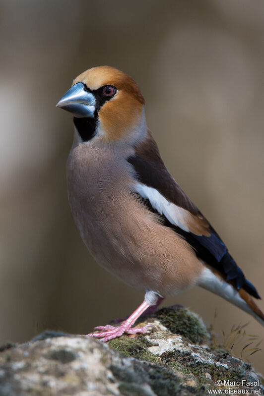 Hawfinch male adult, close-up portrait