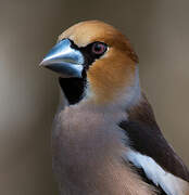 Hawfinch