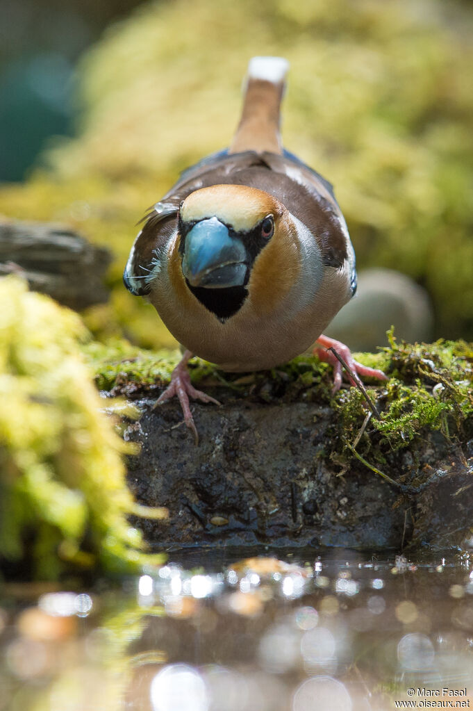 Hawfinch male, drinks