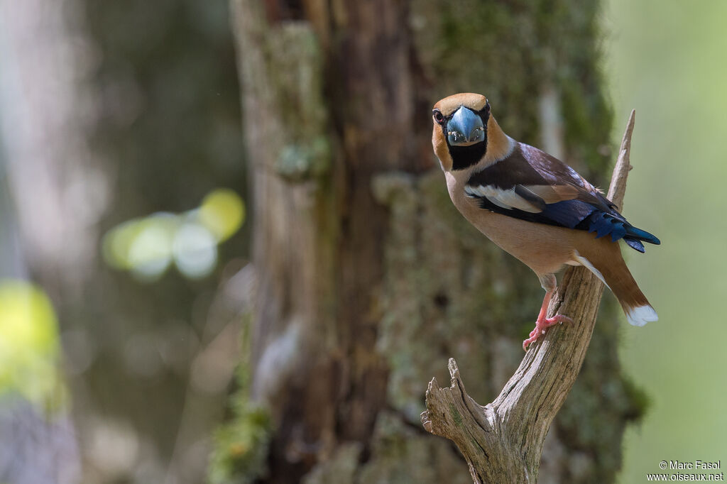 Hawfinch male adult breeding, identification