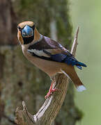 Hawfinch