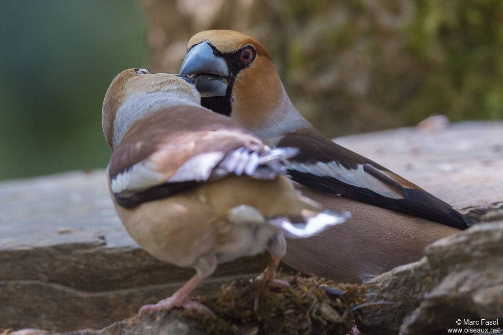 Hawfinchadult breeding, courting display