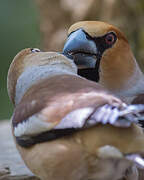 Hawfinch