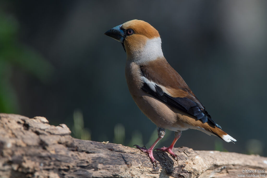 Hawfinch male adult breeding, identification