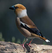 Hawfinch