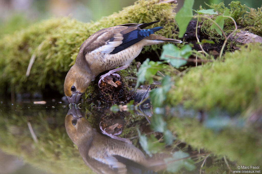 Hawfinchjuvenile, identification, drinks