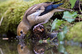 Hawfinch