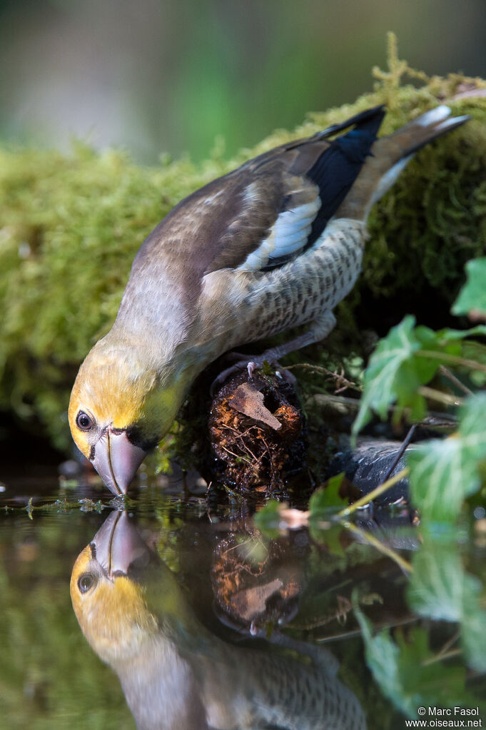 Hawfinchjuvenile, identification, drinks