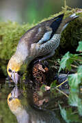 Hawfinch