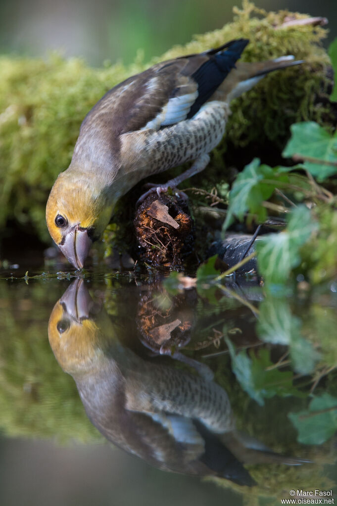 Hawfinchjuvenile, identification, drinks