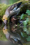 Hawfinch