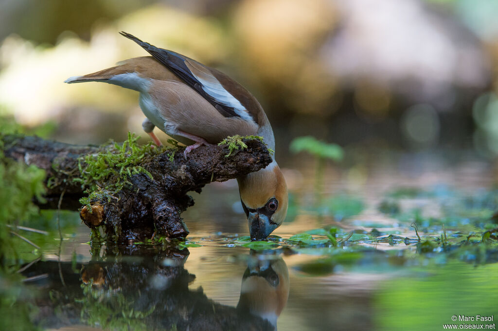 Hawfinch male adult, drinks