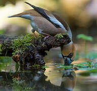 Hawfinch