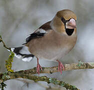 Hawfinch