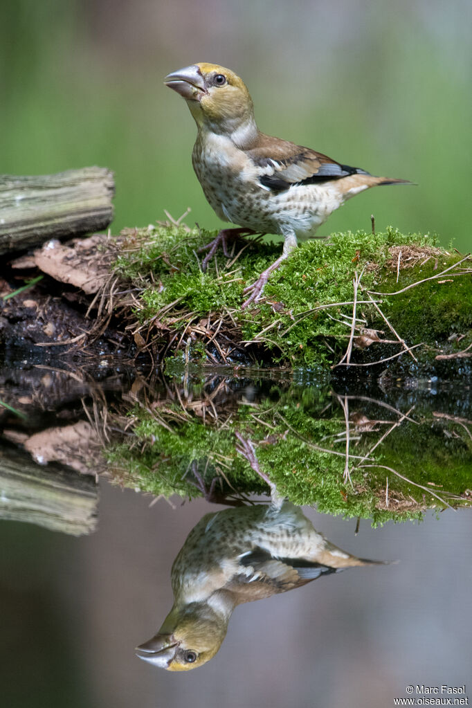 Hawfinchjuvenile, drinks