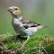 Hawfinch