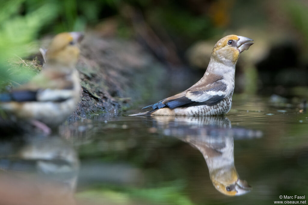 Hawfinchjuvenile, drinks