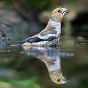 Hawfinch