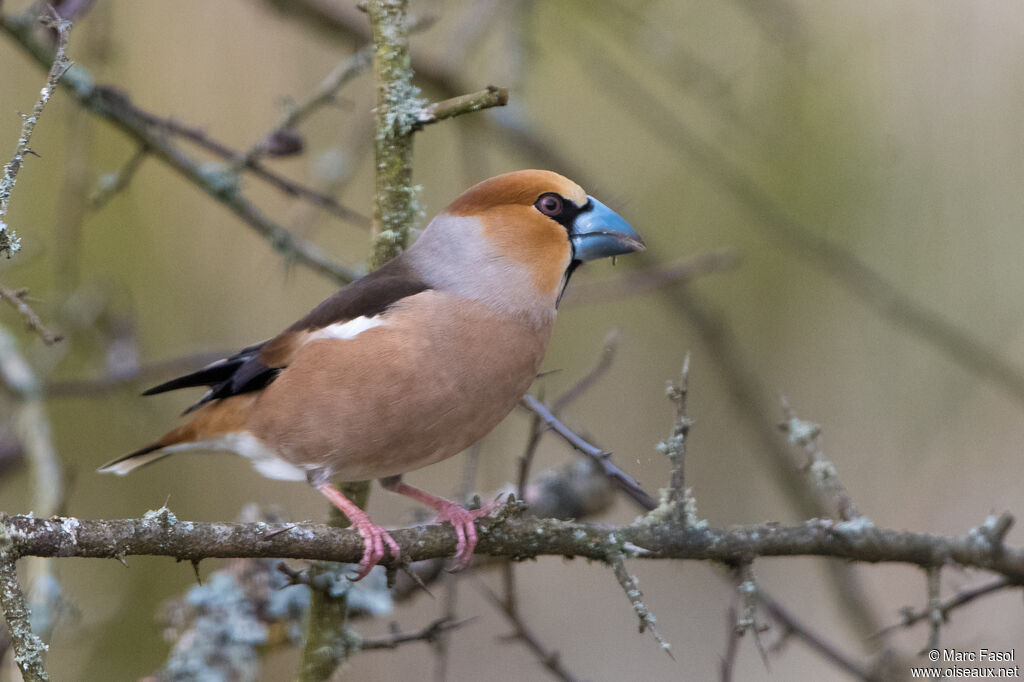 Hawfinch male adult breeding, identification