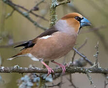 Hawfinch