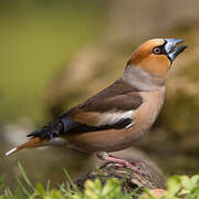 Hawfinch