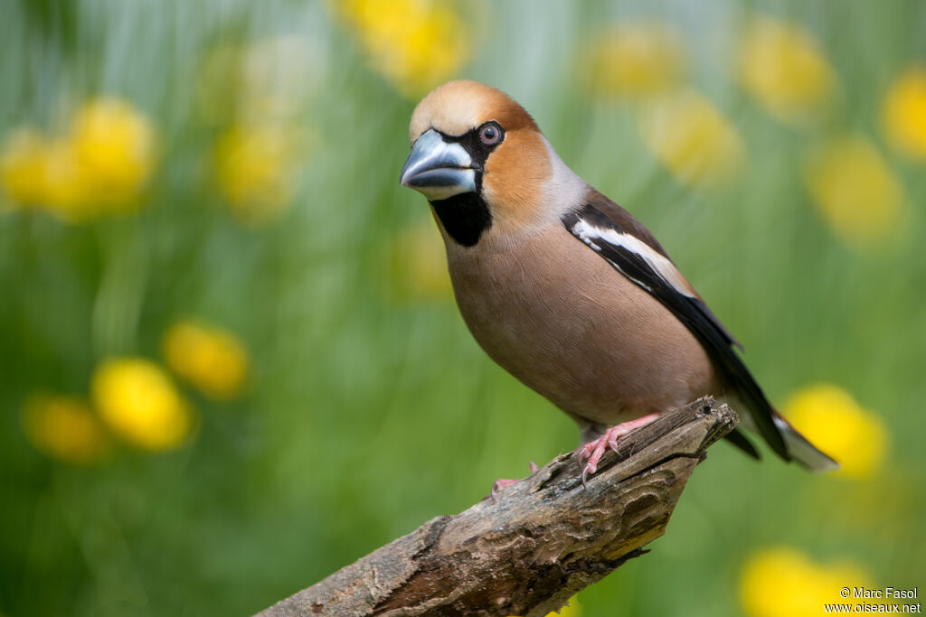 Hawfinch male adult breeding, identification