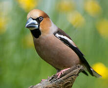 Hawfinch