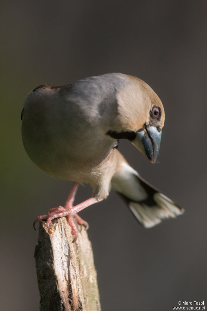 Hawfinch female adult, identification