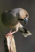 Hawfinch