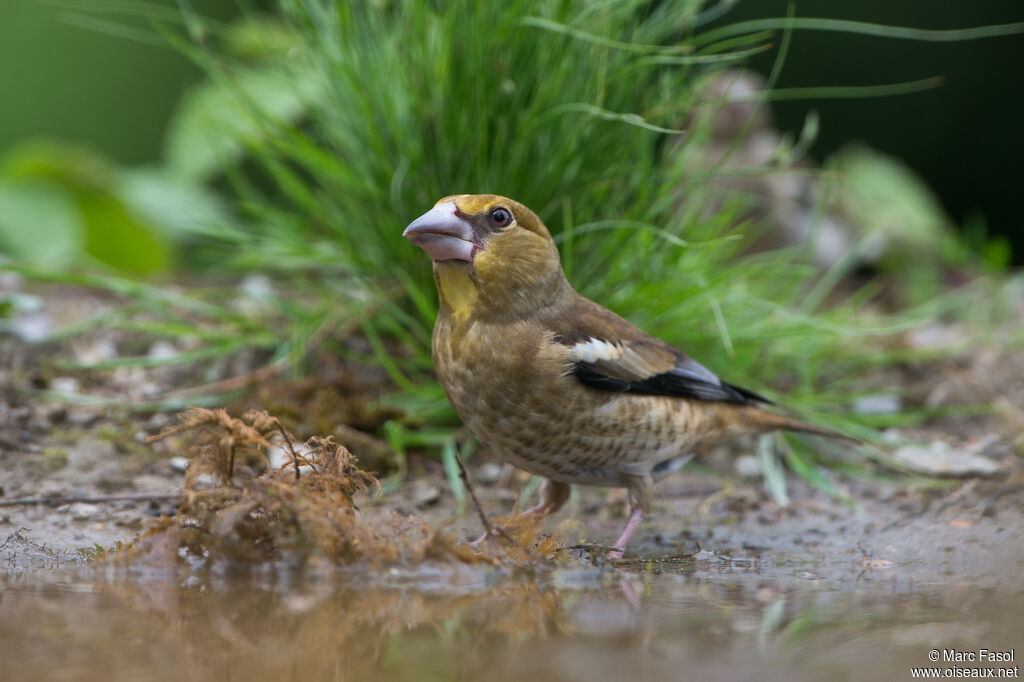 Grosbec casse-noyauxjuvénile, identification, boit