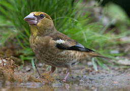 Hawfinch