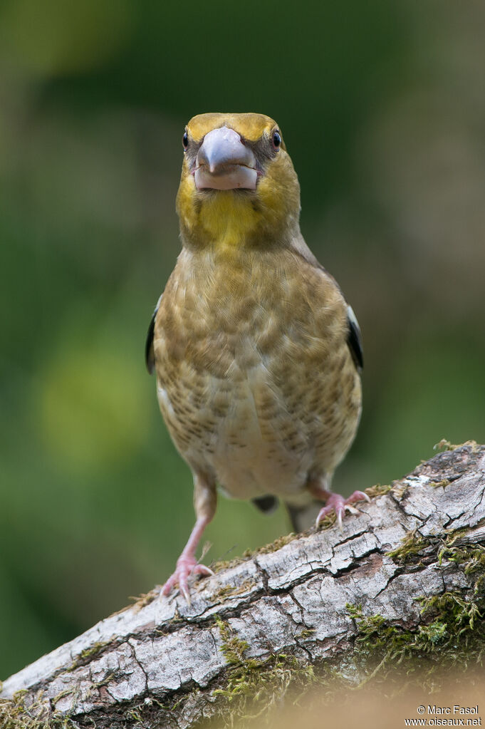 Hawfinchjuvenile, close-up portrait