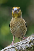 Hawfinch