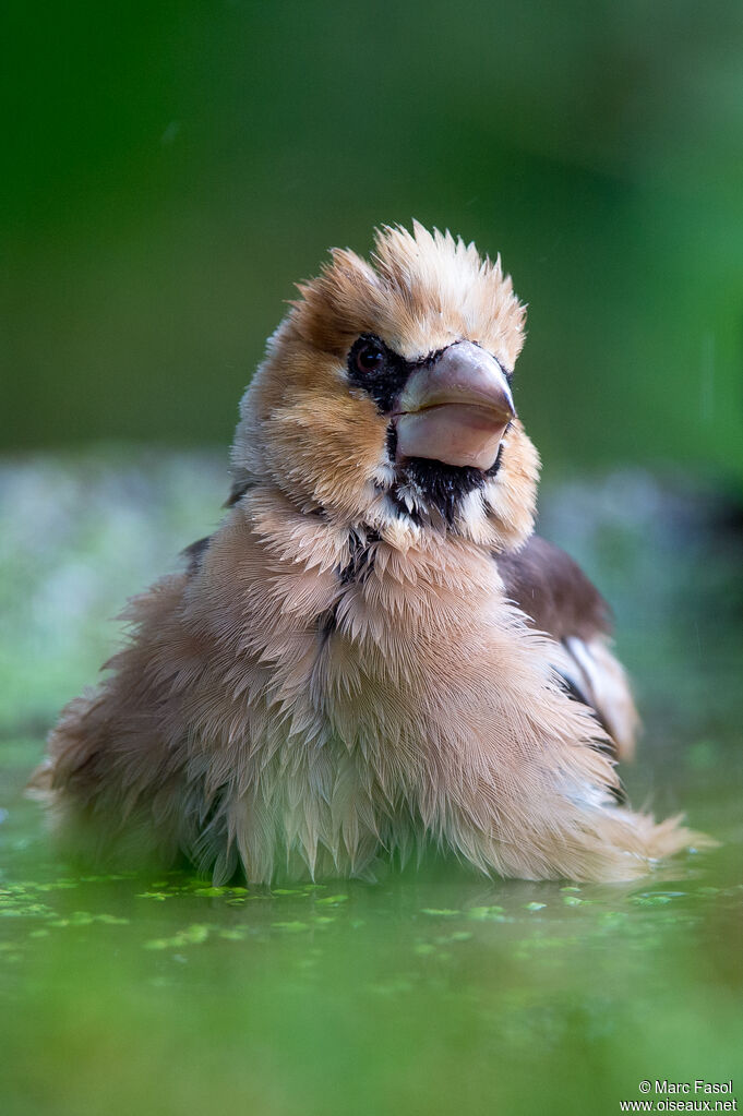 Hawfinch male adult post breeding, identification