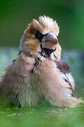 Hawfinch