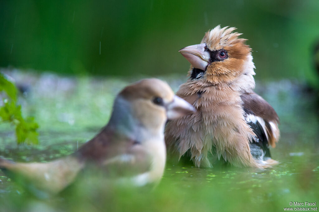 Hawfinchadult post breeding, care