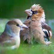 Hawfinch