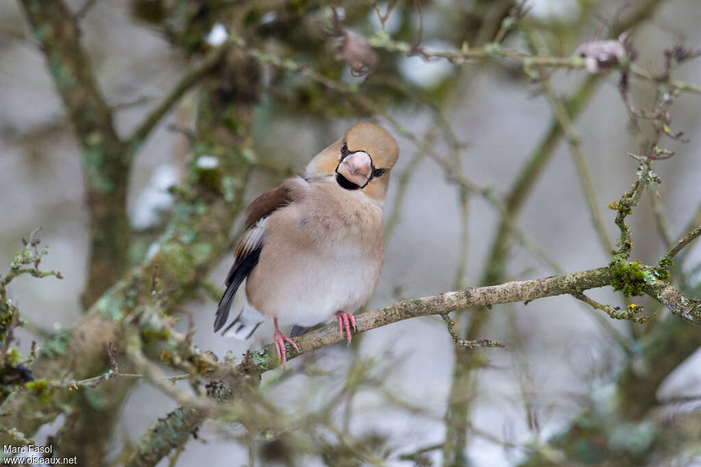 Hawfinch female adult breeding, close-up portrait