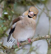 Hawfinch