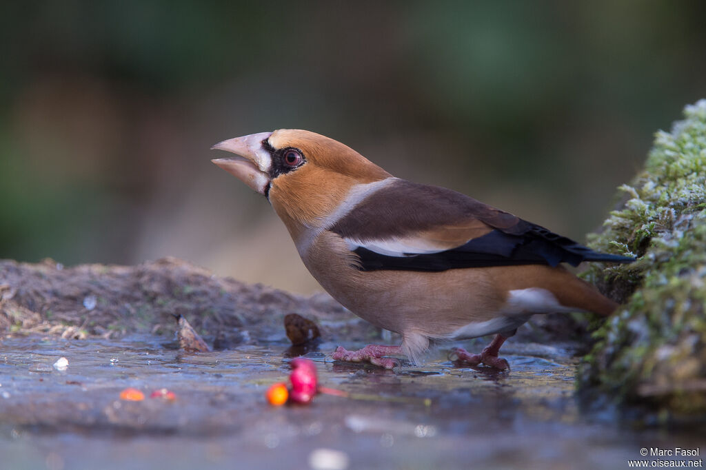 Hawfinch male adult post breeding, identification