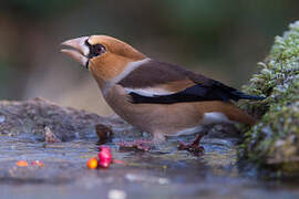 Hawfinch