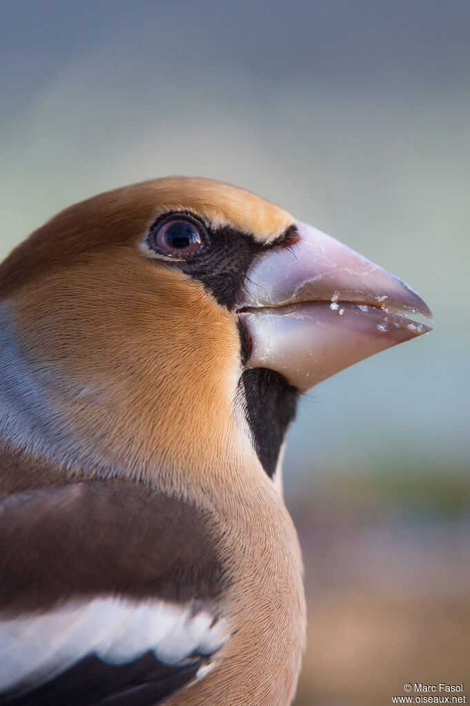 Hawfinch male adult post breeding, close-up portrait