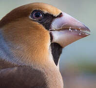 Hawfinch