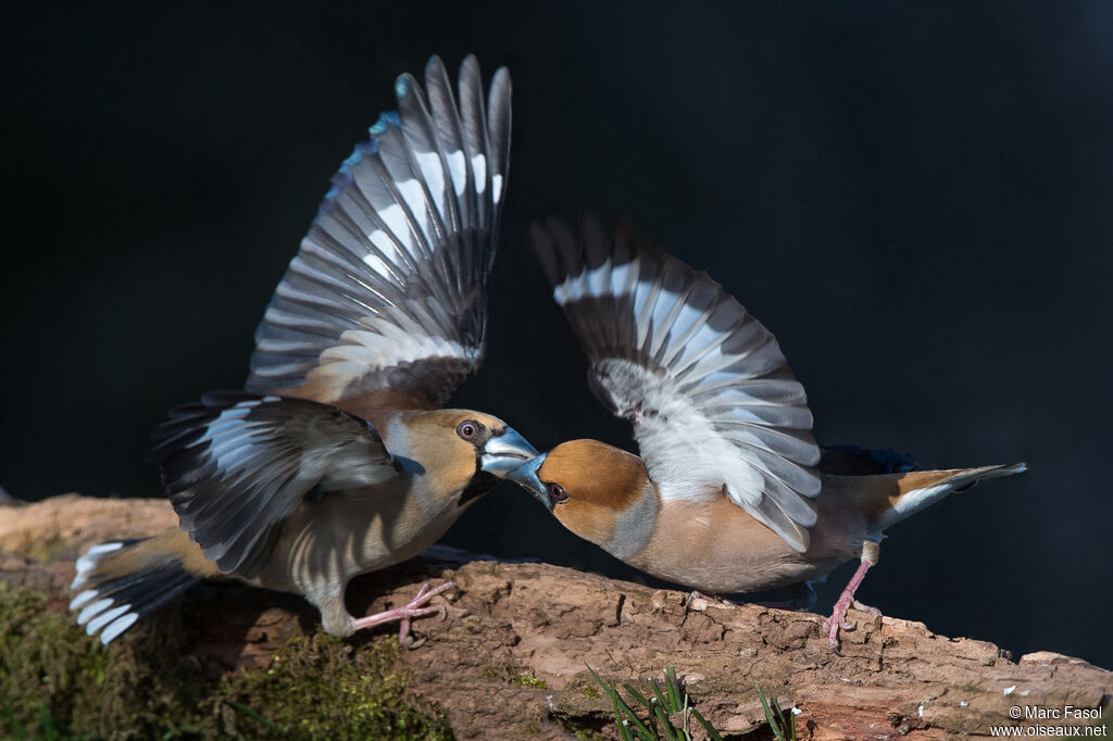 Hawfinchadult breeding, Flight